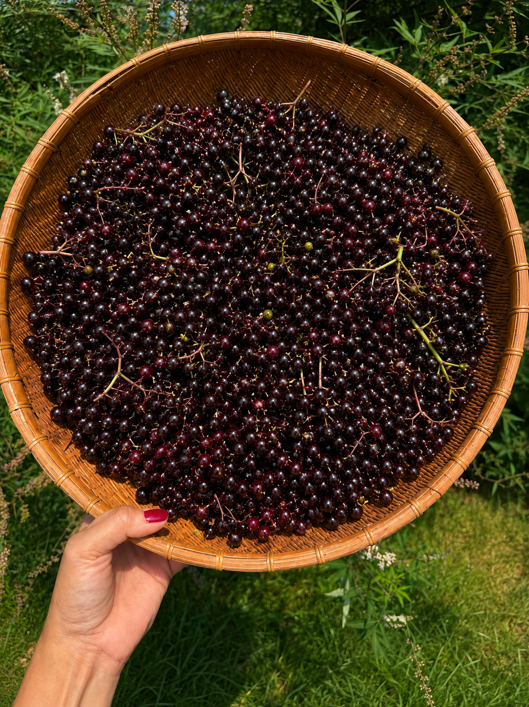 DIY Elderberry Syrup Kit